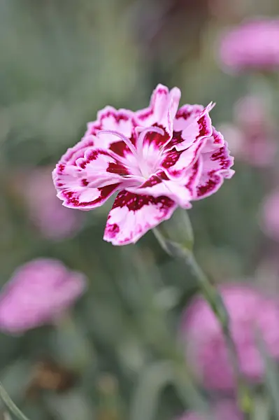 487076 - Clove pink (Dianthus caryophyllus 'Sunflor Odessa')