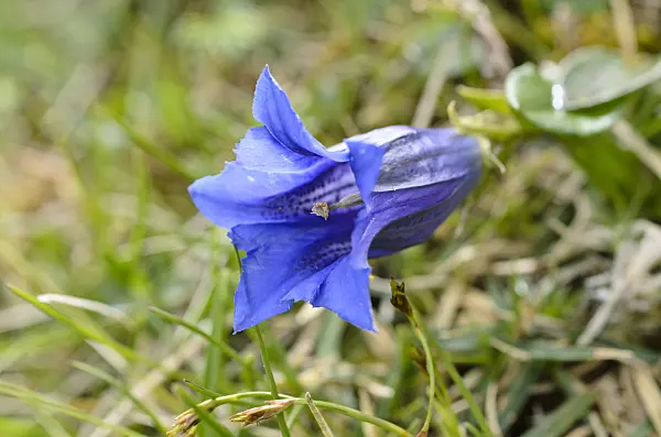 497039 - Clusius gentian (Gentiana clusii)
