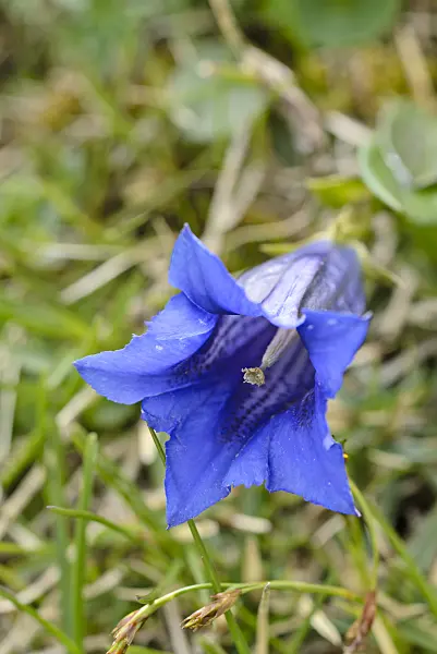 497040 - Clusius gentian (Gentiana clusii)