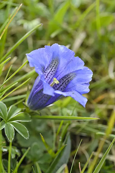 497041 - Clusius gentian (Gentiana clusii)