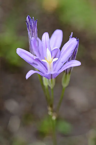 486112 - Cluster lily (Brodiaea elegans)