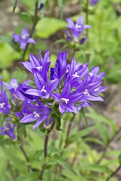 557022 - Clustered bellflower (Campanula glomerata)