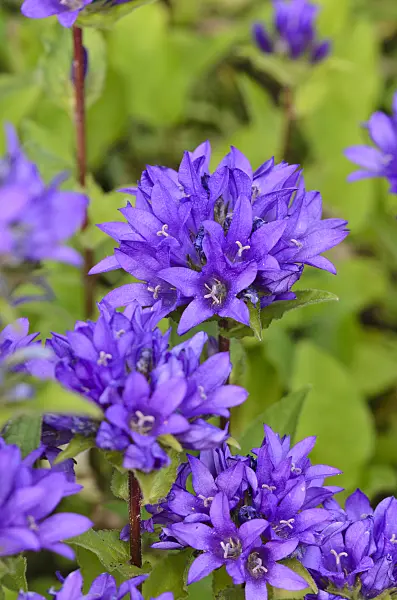 521291 - Clustered bellflower (Campanula glomerata 'Acaulis')