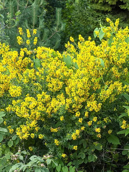 449043 - Clustered broom (Chamaecytisus supinus)