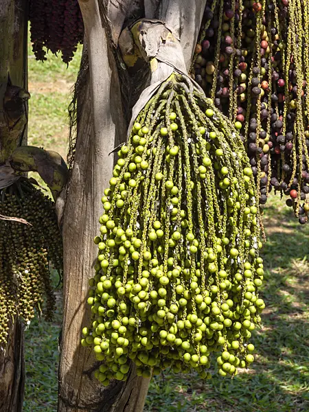 434318 - Clustered fish tail palm (Caryota mitis)