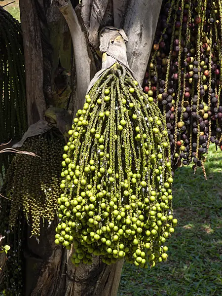 434319 - Clustered fish tail palm (Caryota mitis)