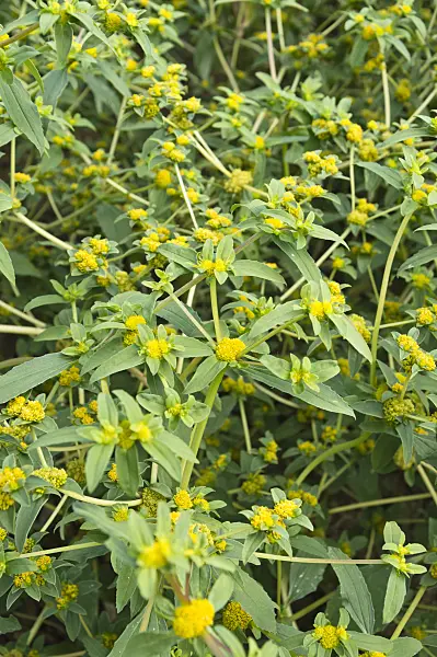 511153 - Clustered yellowtops (Flaveria trinervia)