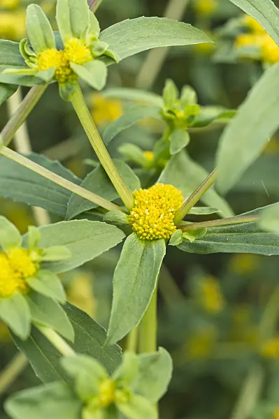 511154 - Clustered yellowtops (Flaveria trinervia)