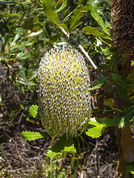 454222 - Coast banksia (Banksia integrifolia)