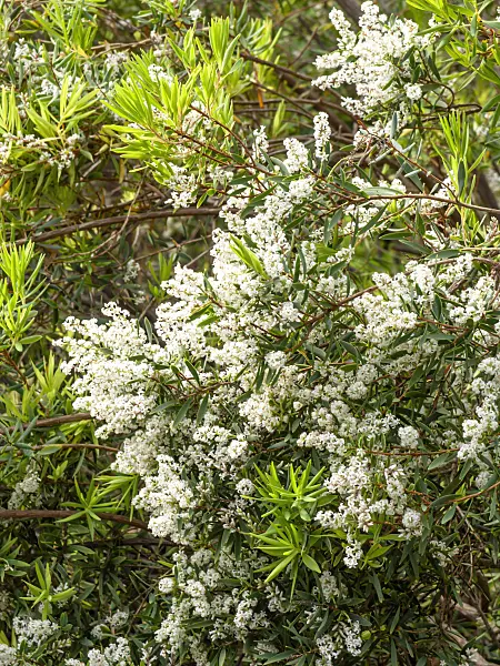 447019 - Coast beard heath (Leucopogon parviflorus)