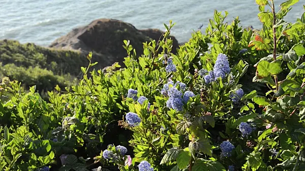 508486 - Coast blue blossom (Ceanothus thyrsiflorus)
