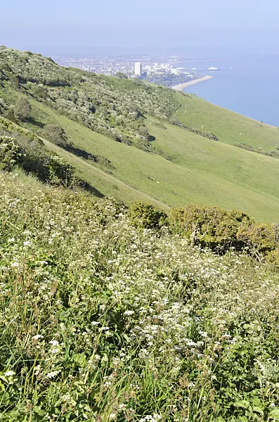 533364 - Coastal landscape, Beachy Head, South Downs National Park, Great Britain