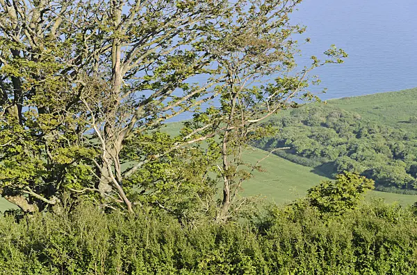 533372 - Coastal landscape, Beachy Head, South Downs National Park, Great Britain