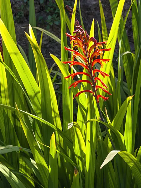 424097 - Cobra lily (Chasmanthe floribunda)