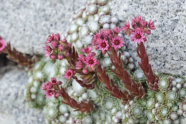 473306 - Cobweb houseleek (Sempervivum arachnoideum)