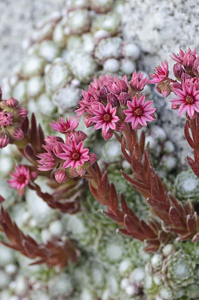 473307 - Cobweb houseleek (Sempervivum arachnoideum)