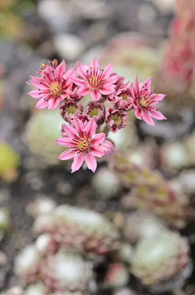 521503 - Cobweb houseleek (Sempervivum arachnoideum)