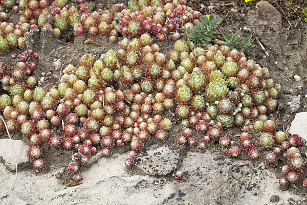 610009 - Cobweb houseleek (Sempervivum arachnoideum)