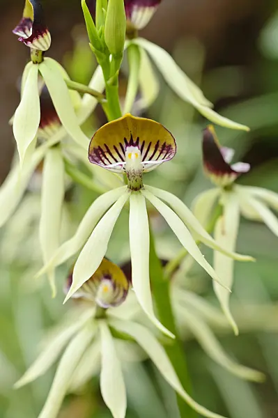474225 - Cockleshell orchid (Epidendrum cochleatum syn. Prosthechea cochleata)