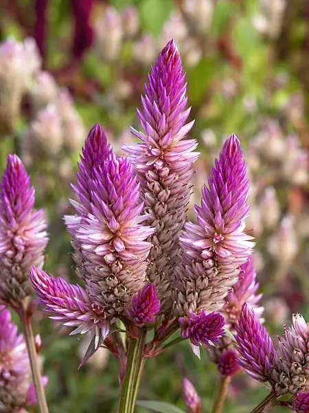 441047 - Cockscomb (Celosia argentea)