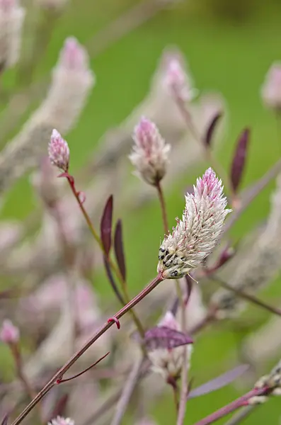 549122 - Cockscomb (Celosia argentea var. argentea)