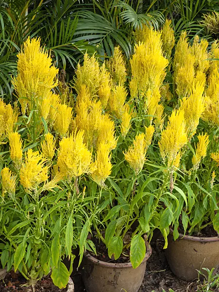 434241 - Cockscomb (Celosia argentea var. plumosa)