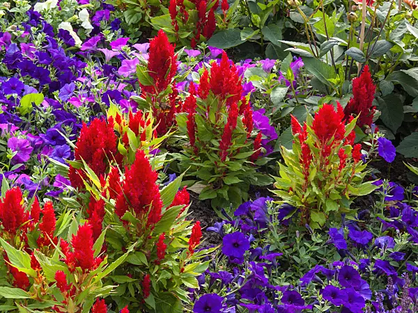 404002 - Cockscomb (Celosia argentea var. plumosa 'Fresh Look Red')