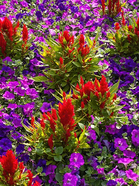 404003 - Cockscomb (Celosia argentea var. plumosa 'Fresh Look Red')