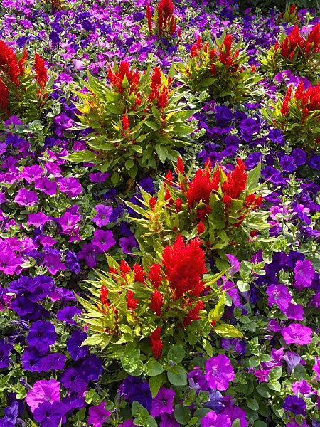 404004 - Cockscomb (Celosia argentea var. plumosa 'Fresh Look Red')