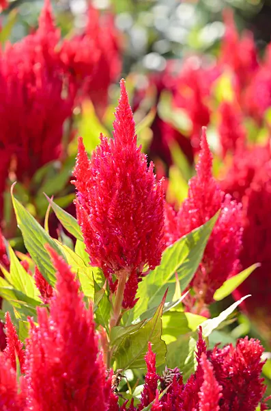 536097 - Cockscomb (Celosia argentea var. plumosa 'Fresh Look Red')