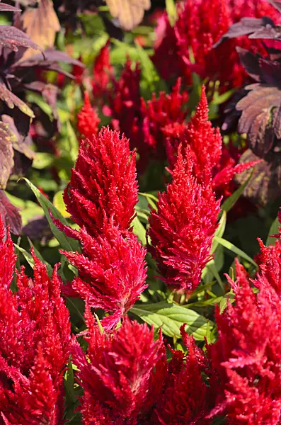 536104 - Cockscomb (Celosia argentea var. plumosa 'Fresh Look Red')