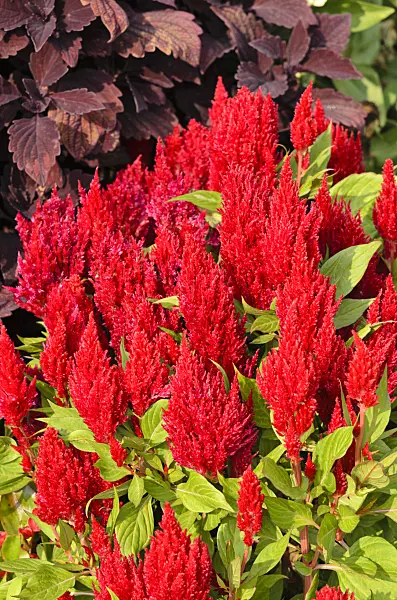 536148 - Cockscomb (Celosia argentea var. plumosa 'Fresh Look Red')