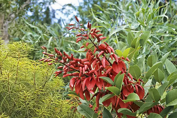 367024 - Cockspur coral tree (Erythrina crista-galli)