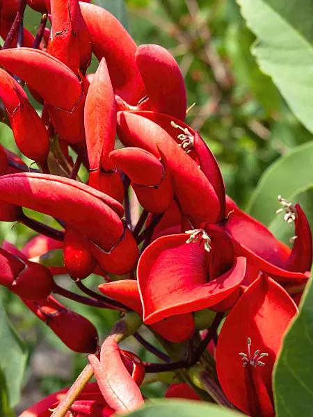461139 - Cockspur coral tree (Erythrina crista-galli)