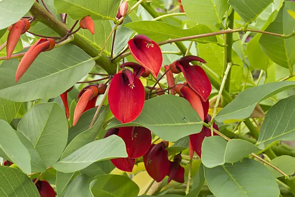 558325 - Cockspur coral tree (Erythrina crista-galli)