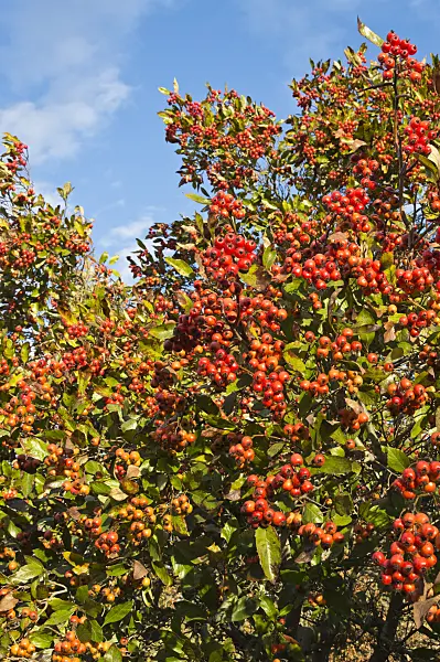 514002 - Cockspur hawthorn (Crataegus crus-galli)