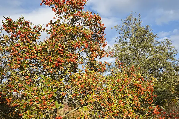 514005 - Cockspur hawthorn (Crataegus crus-galli)