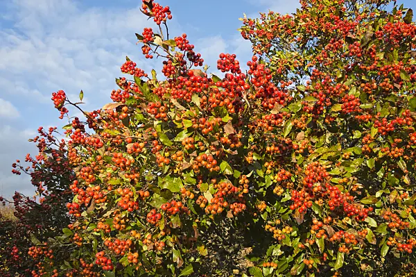 514006 - Cockspur hawthorn (Crataegus crus-galli)