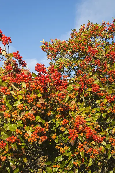 514007 - Cockspur hawthorn (Crataegus crus-galli)