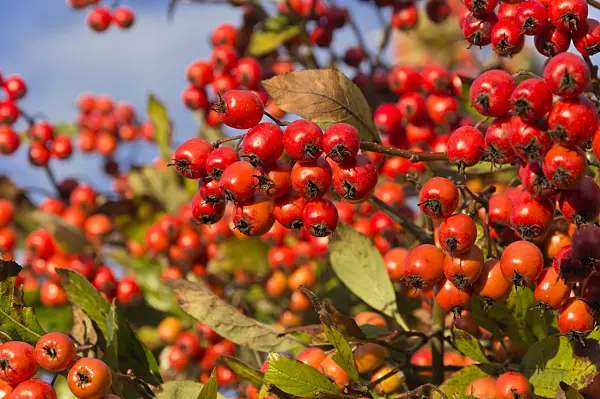 514008 - Cockspur hawthorn (Crataegus crus-galli)