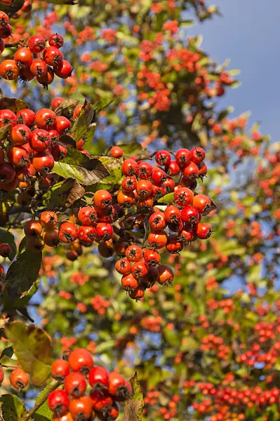 514009 - Cockspur hawthorn (Crataegus crus-galli)