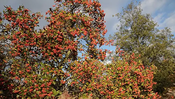 514012 - Cockspur hawthorn (Crataegus crus-galli)