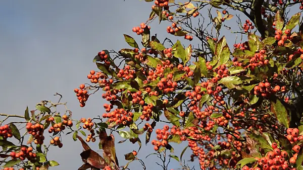 514013 - Cockspur hawthorn (Crataegus crus-galli)