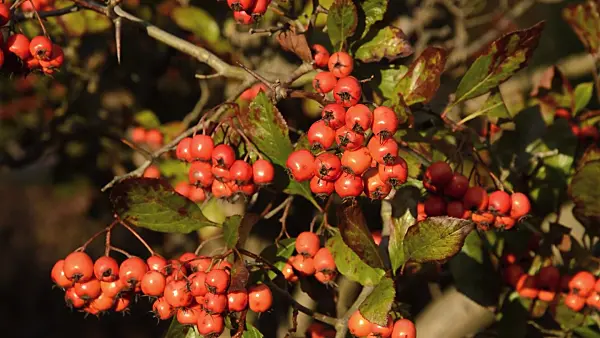 514014 - Cockspur hawthorn (Crataegus crus-galli)