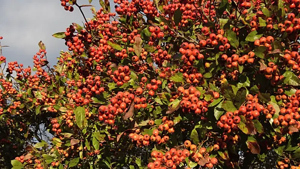 514015 - Cockspur hawthorn (Crataegus crus-galli)