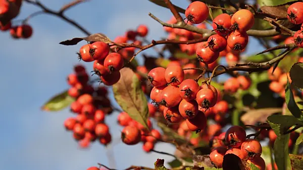 514016 - Cockspur hawthorn (Crataegus crus-galli)