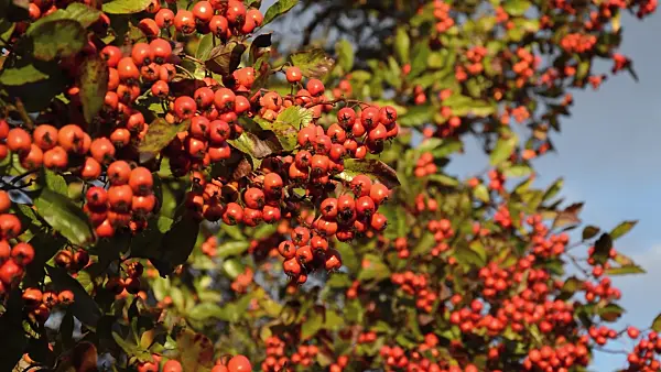 514017 - Cockspur hawthorn (Crataegus crus-galli)