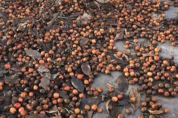 517029 - Cockspur hawthorn (Crataegus crus-galli)
