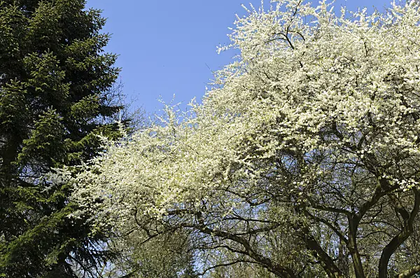 495182 - Cocomilia plum (Prunus cocomilia)