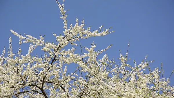 495282 - Cocomilia plum (Prunus cocomilia)